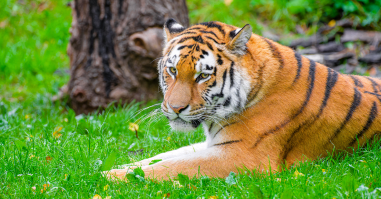 5 Animals Known for Their Magnificent Presence